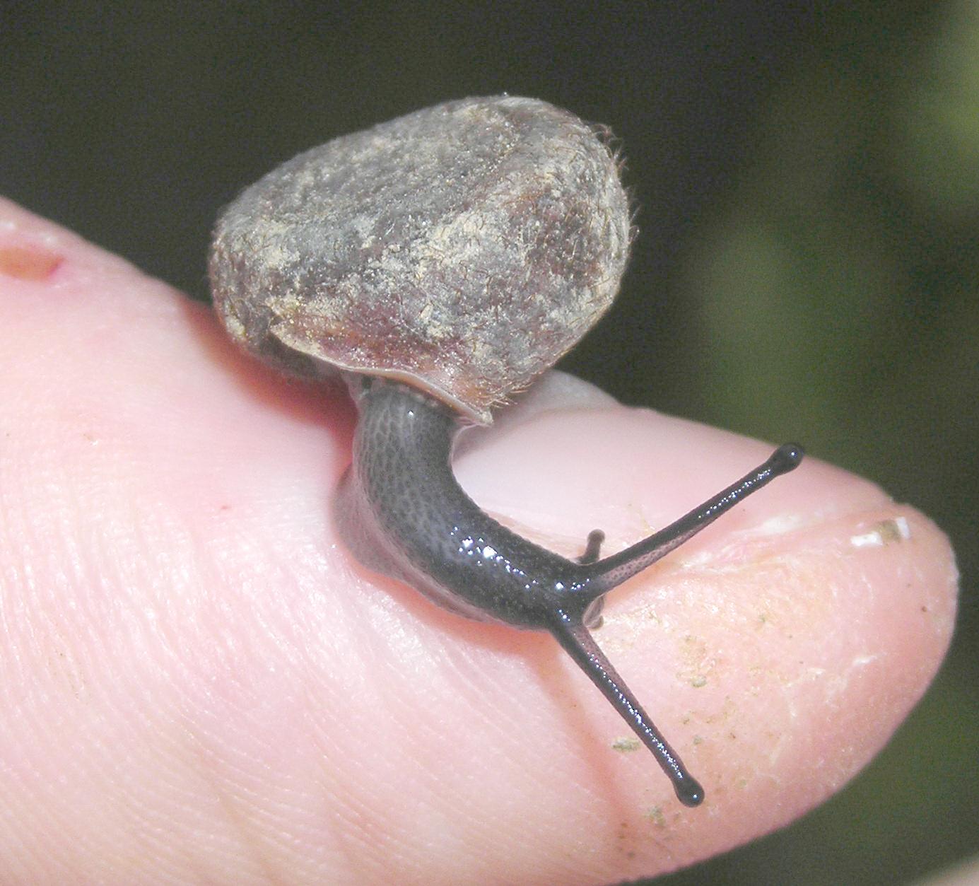 Chiocciola pelosa